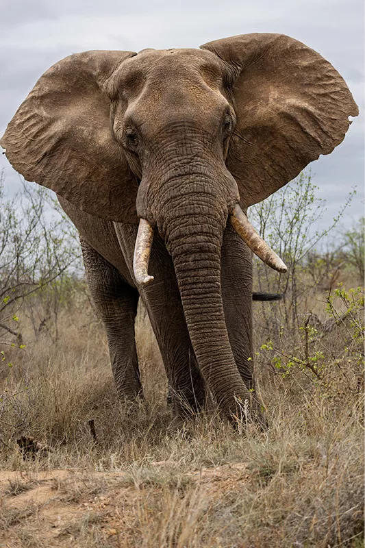 Olifant met gespreide oren en slagtanden stapt recht op de camera af door droog gras