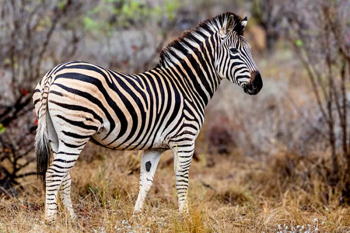 Zebra in profiel tussen droog gras en kale struiken, met scherpe strepen