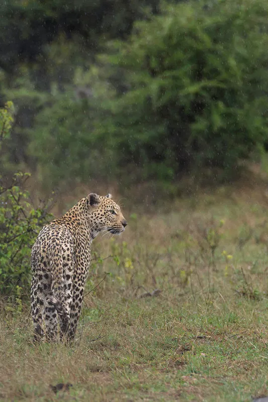 Gevlekte grote kat in nat gras bij groene struiken, van achteren gezien en opzij kijkend