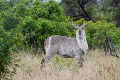 Waterbok, de foto