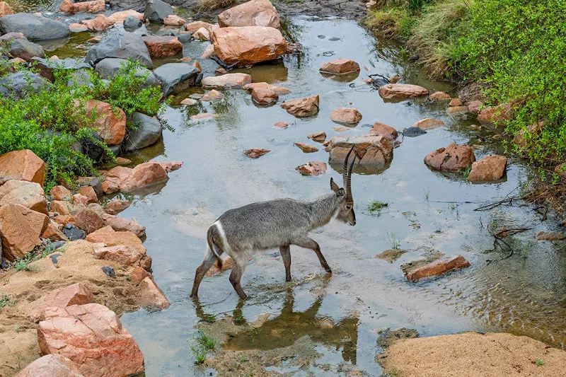 Waterbok met gebogen hoorns steekt een ondiepe rivier over tussen roodbruine rotsen