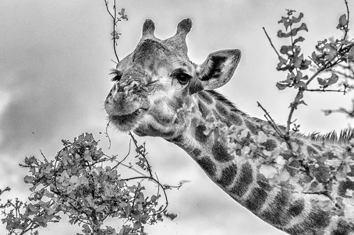 Giraffe eet van een takje met blaadjes, kop en hals van dichtbij, in zwart-wit