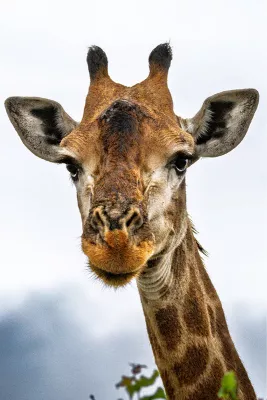 Hi there!, de foto