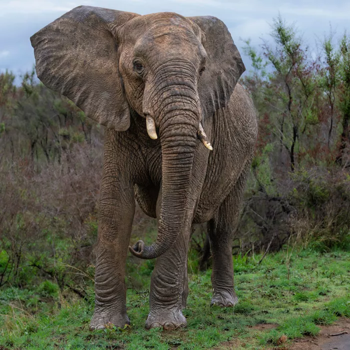 Jonge olifant met gespreide oren en kleine slagtanden staat recht voor de camera