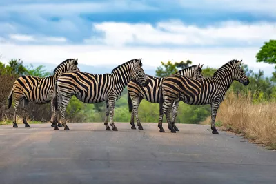 Zebrapad, de foto
