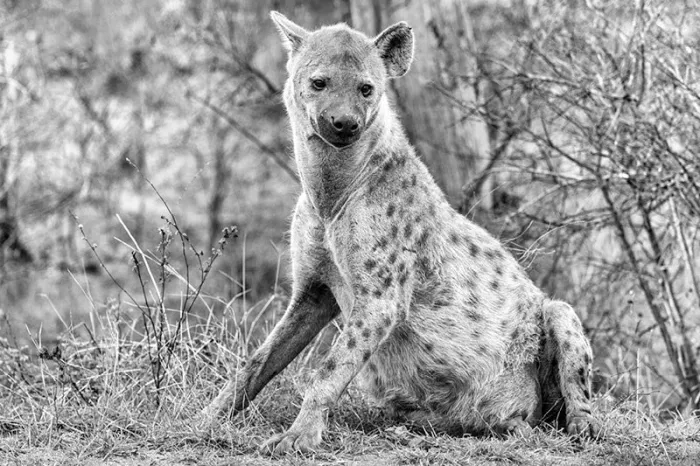 Grote gevlekte hyena zit in droog gras en kijkt recht in de lens, in zwart-wit