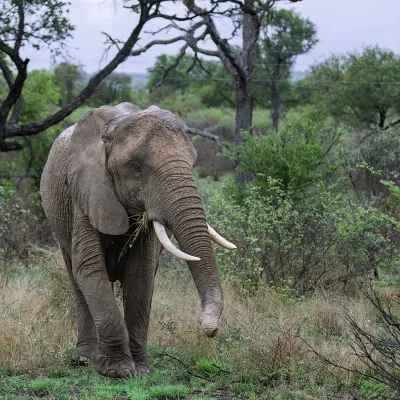 Olifant geniet van zijn maaltijd, de foto