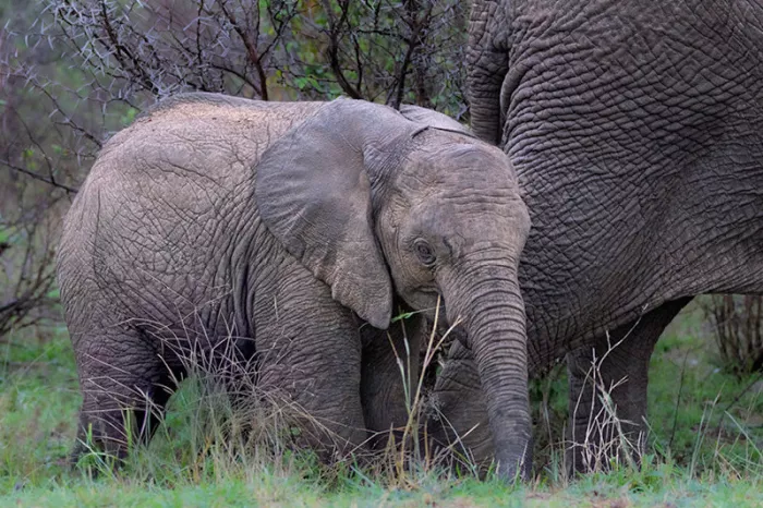 Baby olifant staat dicht tegen de poot van zijn moeder en eet van het gras