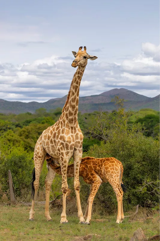 Babygiraffe drinkt bij de moeder, met groen struikgewas en bergen op de achtergrond