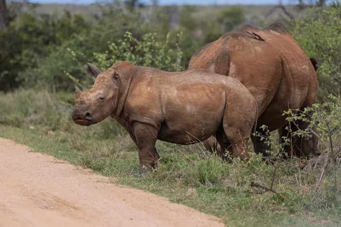Baby neushoorn bij de moeder naast een zandweg, beiden met roodbruine modder