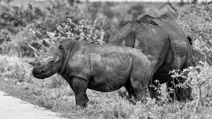 Baby neushoorn bij de moeder aan de rand van een weg, in zwart-wit