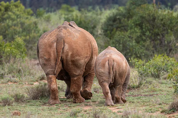 Achterkant van een neushoorn en haar jong die samen weglopen tussen groene struiken