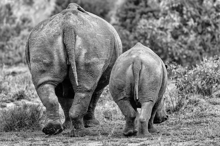 Achterkant van een neushoorn en haar jong die naast elkaar weglopen, in zwart-wit