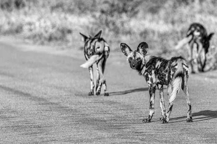 Wilde honden met grote ronde oren en gevlekte vacht op een asfaltweg, in zwart-wit