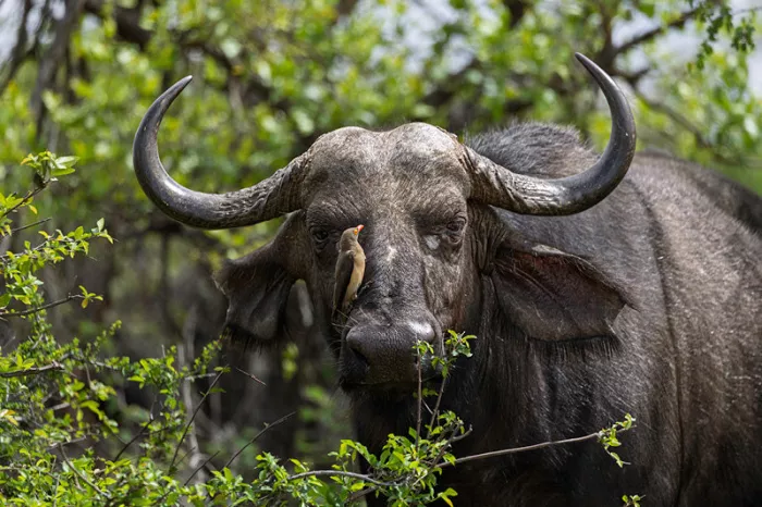 Buffel met zware gebogen hoorns en een klein vogeltje op zijn kop achter groene blaadjes