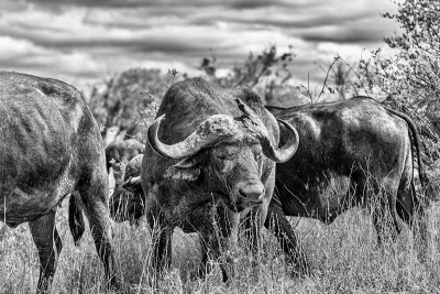Buffel in kudde, de foto
