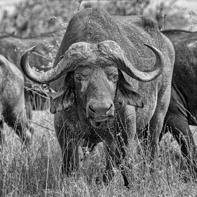 Buffel, de foto