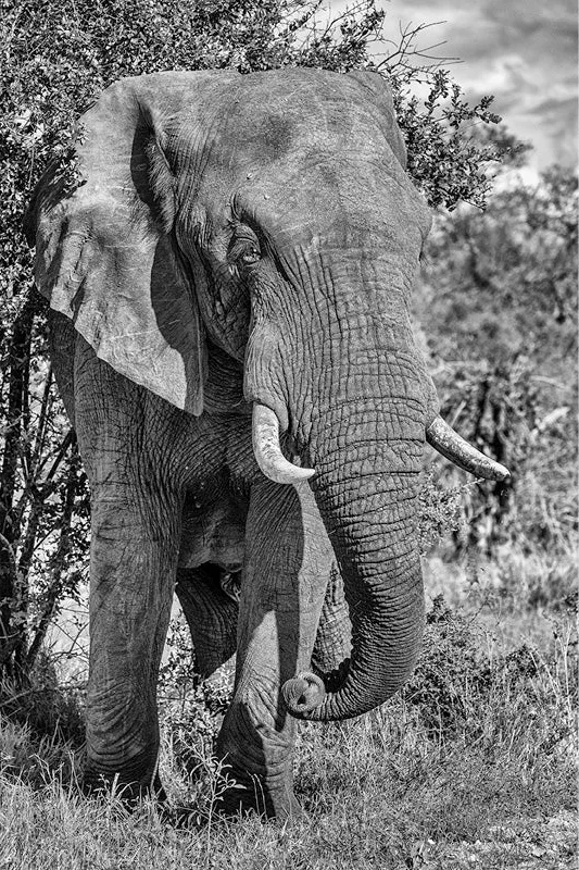Olifant tegen een boom met lange hangende slurf en slagtanden, in zwart-wit