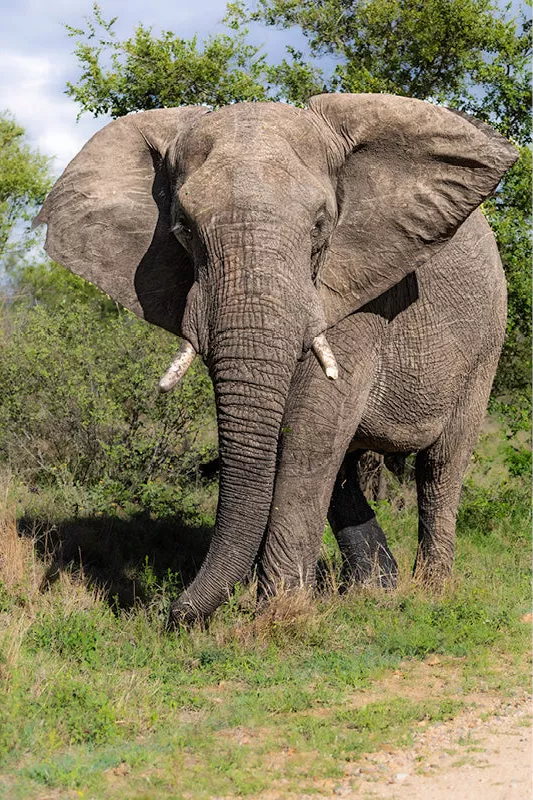 Olifant met gespreide oren en korte slagtanden in groen gras voor struiken