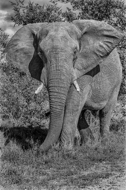 Olifant met gespreide oren en korte slagtanden in het gras, in zwart-wit