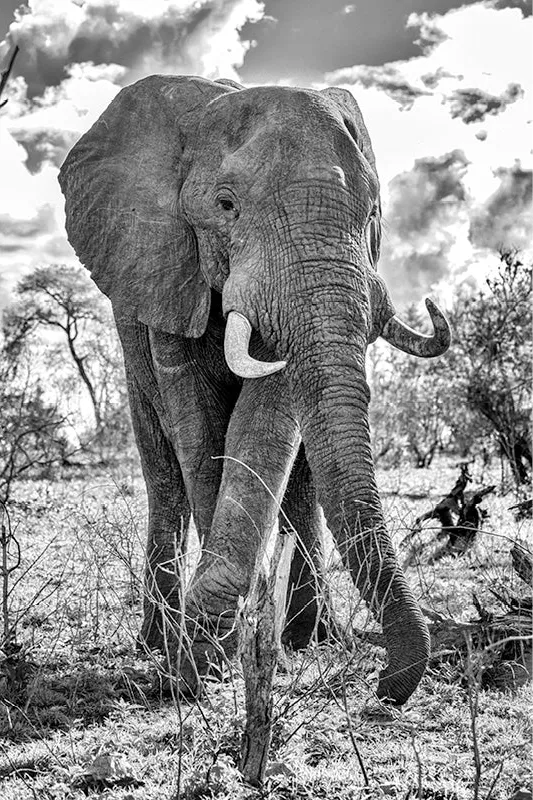 Olifant stapt op de camera af onder woelige wolken tussen kale bomen, in zwart-wit