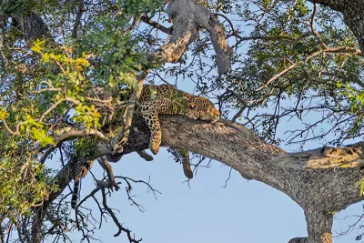 Sleeping leopard, de foto