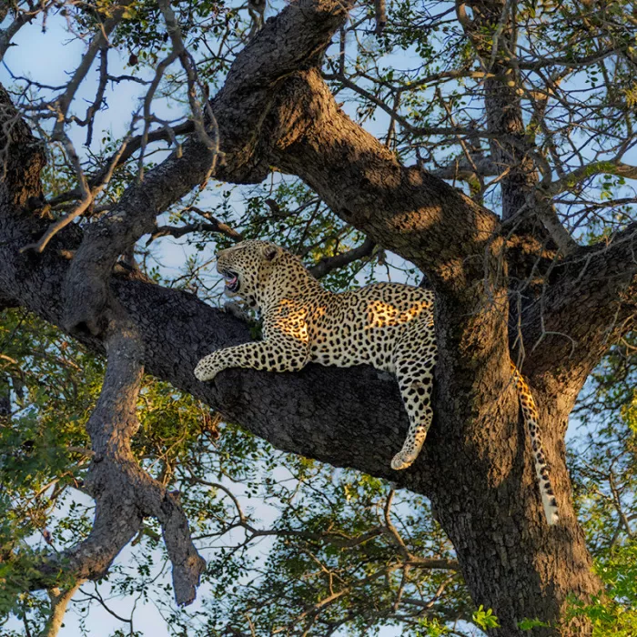 Gevlekte grote kat op een zware tak met wijd open bek, in warm avondlicht
