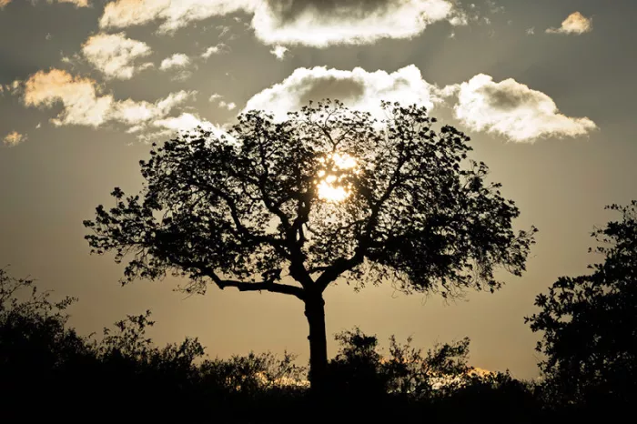 Silhouet van een grote boom tegen de ondergaande zon met wolken met gouden randen