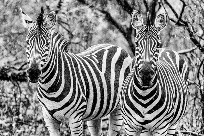Twee zebra's dicht naast elkaar kijken recht in de camera, in zwart-wit