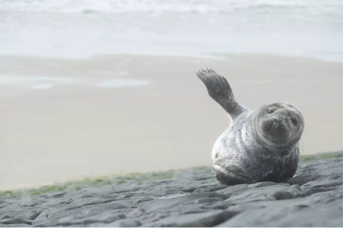 Zeehondje op de rotsen dat een voorflipper omhoog steekt alsof het zwaait