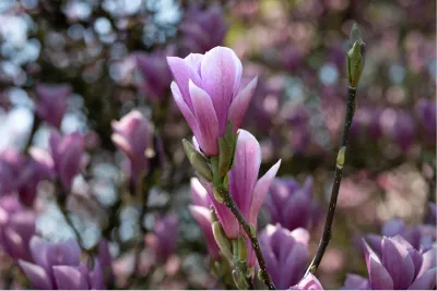 Magnolia in al zijn pracht, de foto
