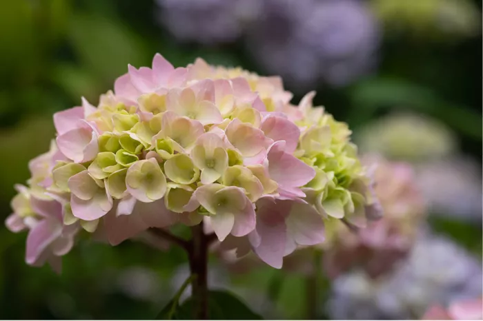 Roze en lichtgroene hortensiabloem voor een donkergroene, wazige achtergrond