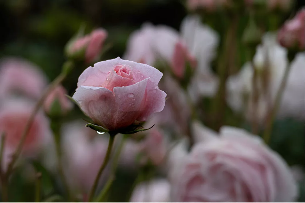 Lichtroze roos met druppels tussen wazige roze en witte rozen tegen een donkere achtergrond
