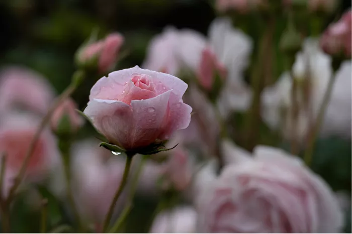 Lichtroze roos met druppels tussen wazige roze en witte rozen tegen een donkere achtergrond