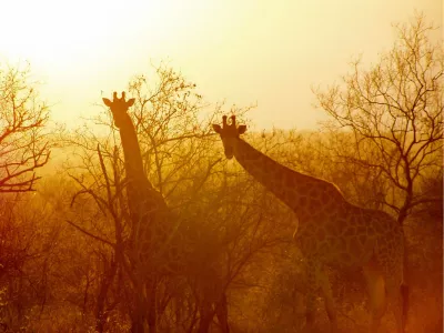 Giraffenpaar, de foto