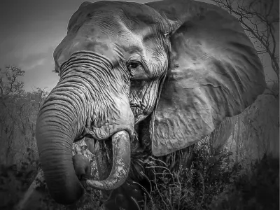 Imposant olifant, de foto