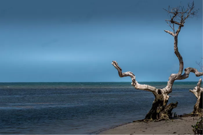 Dode boom met kale, gedraaide takken op het strand voor een donkerblauwe zee