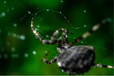 Werken aan het web, de foto