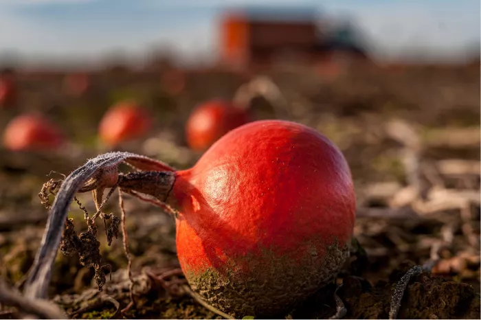 Felrode pompoen op een veld met wazige pompoenen en een tractor op de achtergrond