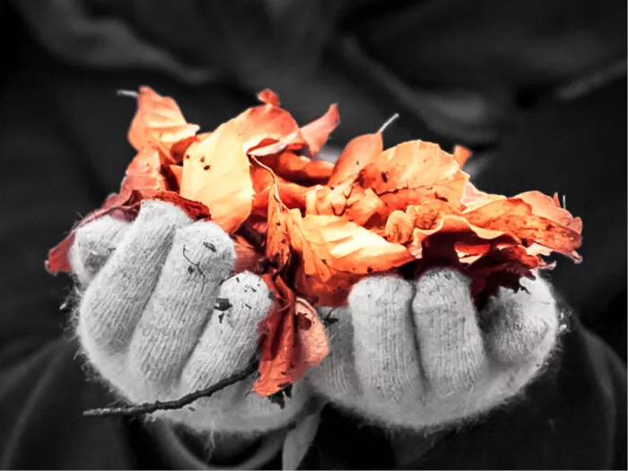 Handen in grijze wanten met oranje en rode herfstbladeren, de rest in zwart-wit