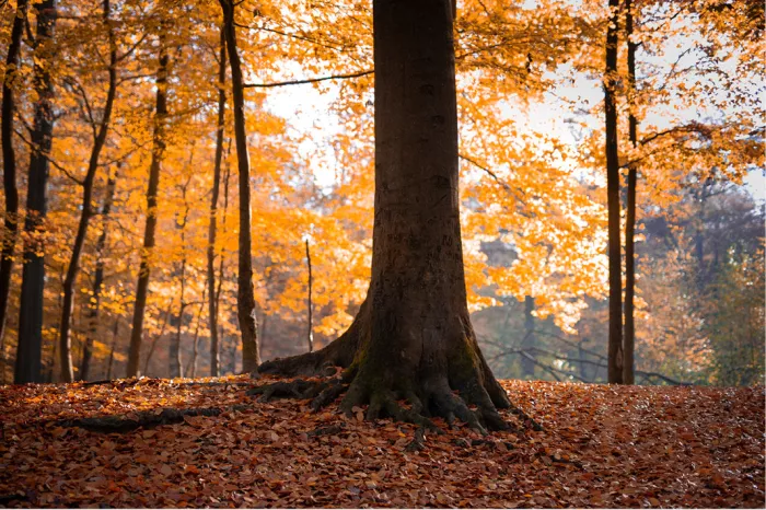 Dikke boom met brede wortels in een bos met goudgele bladeren en een bladertapijt