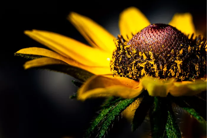 Gele zonnehoed met bruin hart en stuifmeel tegen een donkere achtergrond