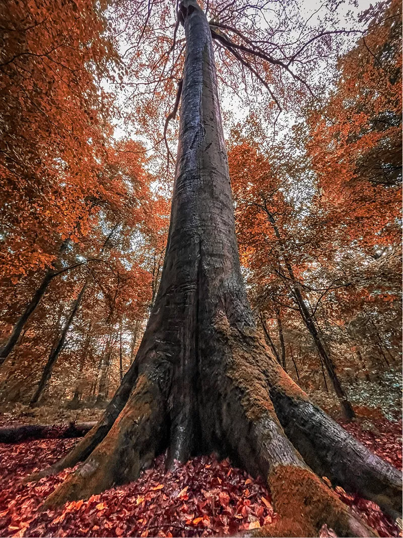Dikke boomstam van onderen gezien tussen bomen in oranje herfstkleuren