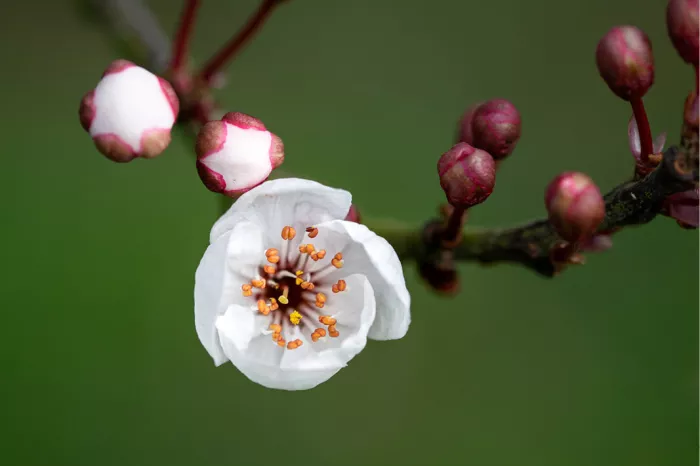 Witte abrikozenbloesem met oranje meeldraden en roze knoppen tegen een groene achtergrond