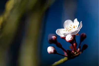 Sakura, de foto