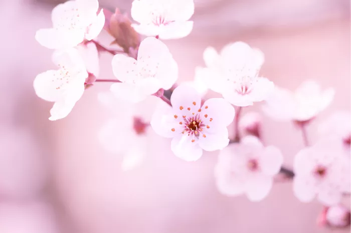 De kersenbloesems (Sakura) worden beschouwd als de nationale bloem van Japan. Ze staan symbool voor de schoonheid en vergankelijkheid van het leven