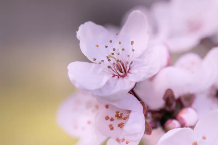 Bloesem van de kerspruim (Prunus cerasifera). Deze bloem, ook wel bekend als mirabel, is een van de eerste bomen die in het vroege voorjaar bloeit. 