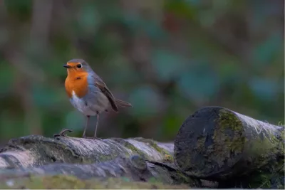 Uit volle (rood)borst, de foto