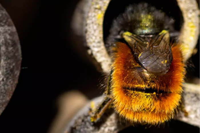 Bij met oranjebruin harig achterlijf kruipt een buis van een insectenhotel in