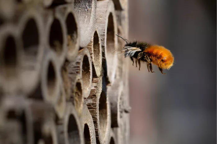 Bij in de vlucht vlak voor de openingen van een insectenhotel